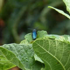 Austroscolia soror (Blue Flower Wasp) at Wanniassa, ACT - 17 Jan 2019 by jksmits