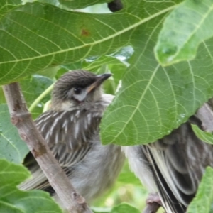 Anthochaera carunculata at Wanniassa, ACT - 5 Jan 2019