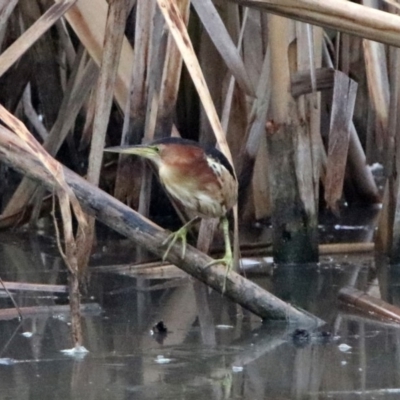 Ixobrychus dubius (Australian Little Bittern) at Fyshwick, ACT - 18 Jan 2019 by RodDeb