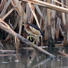 Ixobrychus dubius at Fyshwick, ACT - 18 Jan 2019