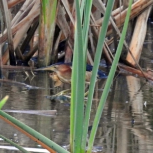 Ixobrychus dubius at Fyshwick, ACT - 18 Jan 2019