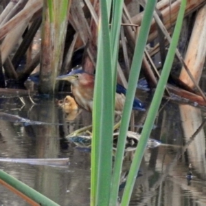 Ixobrychus dubius at Fyshwick, ACT - 18 Jan 2019