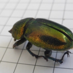 Lamprima aurata at Isaacs, ACT - 18 Jan 2019 10:05 AM