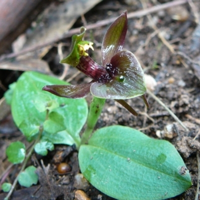 Chiloglottis valida (Large Bird Orchid) at Genoa, VIC - 6 Oct 2011 by GlendaWood