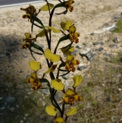 Diuris pardina (Leopard Doubletail) at Wingan River, VIC - 21 Sep 2011 by GlendaWood