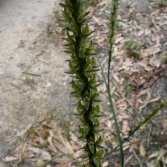 Prasophyllum elatum (Tall Leek Orchid) at Mallacoota, VIC - 23 Sep 2011 by GlendaWood