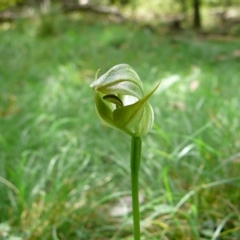 Pterostylis curta (Blunt Greenhood) at Mallacoota, VIC - 3 Oct 2011 by GlendaWood