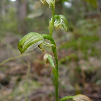 Pterostylis melagramma (Black-stripe Greenhood) at Mallacoota, VIC - 3 Oct 2011 by GlendaWood