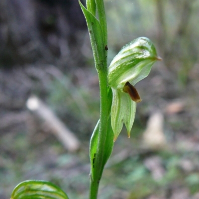 Pterostylis tunstallii (Granite Greenhood) at Mallacoota, VIC - 24 Jun 2011 by GlendaWood