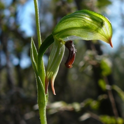 Unidentified at Genoa, VIC - 24 Jun 2011 by GlendaWood