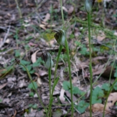 Pterostylis pedunculata (Maroonhood) at Mallacoota, VIC - 23 Sep 2011 by GlendaWood