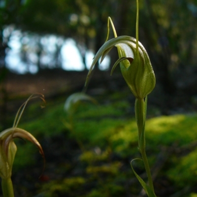 Pterostylis longipetala (Small Autumn-greenhood) at Mallacoota, VIC - 25 Jun 2011 by GlendaWood