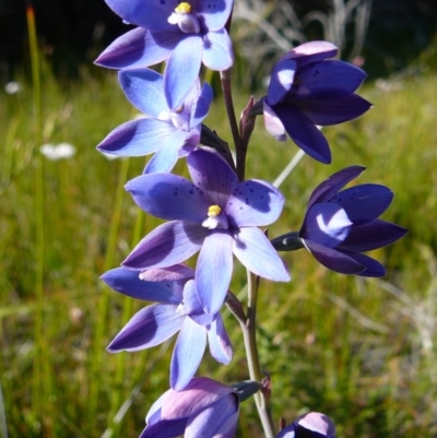 Thelymitra ixioides (Dotted Sun Orchid) at Wingan River, VIC - 9 Nov 2010 by GlendaWood