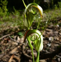 Pterostylis grandiflora (Cobra Greenhood) at Mallacoota, VIC - 1 Jul 2011 by GlendaWood