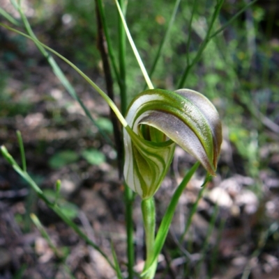 Pterostylis grandiflora (Cobra Greenhood) at Genoa, VIC - 25 Jun 2011 by GlendaWood