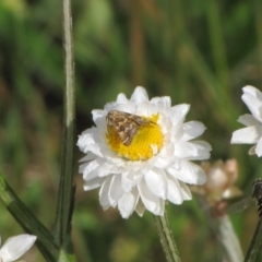 Melangyna viridiceps (Hover fly) at Adaminaby, NSW - 17 Nov 2018 by AndrewZelnik