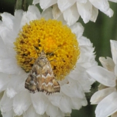 Oenogenes fugalis (A Pyralid moth) at Adaminaby, NSW - 17 Nov 2018 by AndyRoo