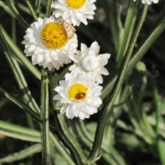 Oenogenes fugalis at Adaminaby, NSW - 17 Nov 2018 02:58 PM