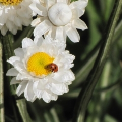 Hippodamia variegata (Spotted Amber Ladybird) at Adaminaby, NSW - 17 Nov 2018 by AndrewZelnik