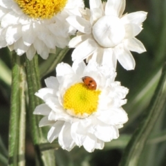 Hippodamia variegata at Adaminaby, NSW - 17 Nov 2018