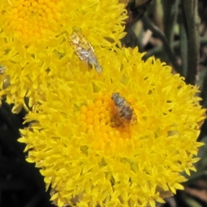 Tephritidae sp. (family) at Nimmitabel, NSW - 18 Nov 2018