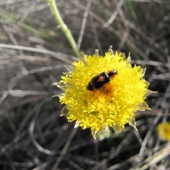 Dicranolaius villosus (Melyrid flower beetle) at Cooma Grasslands Reserves - 21 Nov 2018 by AndyRoo