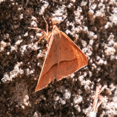 Epidesmia chilonaria (Golden-winged Epidesmia) at Rendezvous Creek, ACT - 6 Jan 2019 by SWishart