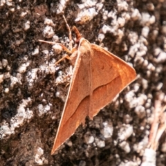 Epidesmia chilonaria at Rendezvous Creek, ACT - 6 Jan 2019