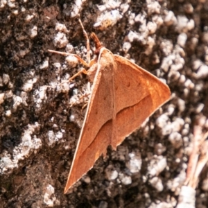 Epidesmia chilonaria at Rendezvous Creek, ACT - 6 Jan 2019