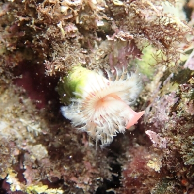 Serpula sp. (Orange Tube Worms) at Tathra, NSW - 17 Jan 2019 by Maggie1