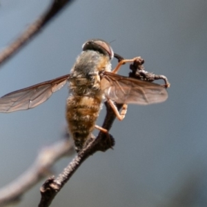 Trichophthalma sp. (genus) at Rendezvous Creek, ACT - 6 Jan 2019