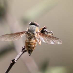 Trichophthalma sp. (genus) at Rendezvous Creek, ACT - 6 Jan 2019