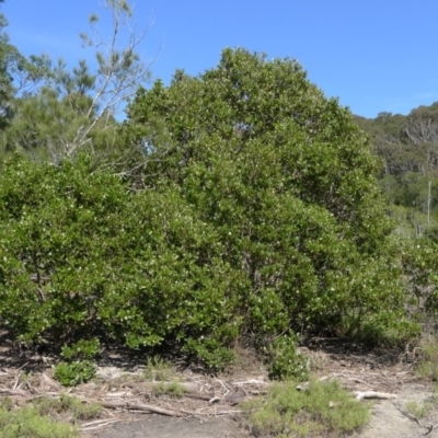 Avicennia marina subsp. australasica (Grey Mangrove) at Bermagui, NSW - 31 Mar 2012 by RuthLaxton