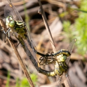 Austrogomphus guerini at Rendezvous Creek, ACT - 6 Jan 2019