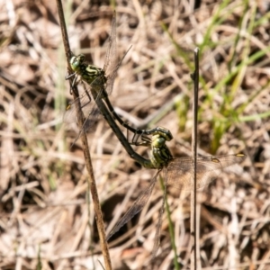 Austrogomphus guerini at Rendezvous Creek, ACT - 6 Jan 2019