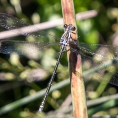 Austroargiolestes icteromelas (Common Flatwing) at Rendezvous Creek, ACT - 6 Jan 2019 by SWishart