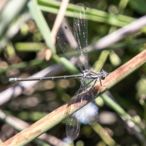 Austroargiolestes icteromelas at Rendezvous Creek, ACT - 6 Jan 2019