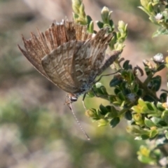 Neolucia agricola (Fringed Heath-blue) at Rendezvous Creek, ACT - 6 Jan 2019 by SWishart