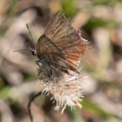 Neolucia agricola at Rendezvous Creek, ACT - 6 Jan 2019 04:20 PM