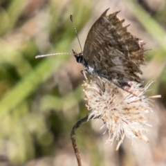 Neolucia agricola at Rendezvous Creek, ACT - 6 Jan 2019