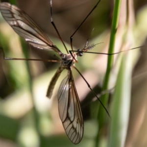 Ptilogyna sp. (genus) at Rendezvous Creek, ACT - 6 Jan 2019 04:40 PM