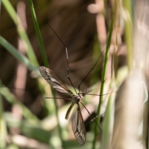 Ptilogyna sp. (genus) at Rendezvous Creek, ACT - 6 Jan 2019