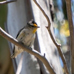 Pardalotus striatus (Striated Pardalote) at Mount Clear, ACT - 10 Jan 2019 by SWishart