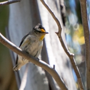 Pardalotus striatus at Mount Clear, ACT - 10 Jan 2019