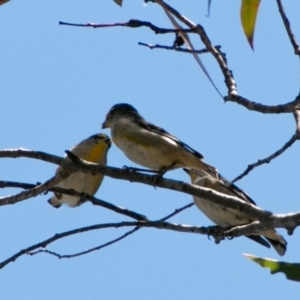 Pardalotus striatus at Mount Clear, ACT - 10 Jan 2019