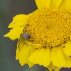 Thomisidae (family) (Unidentified Crab spider or Flower spider) at Higgins, ACT - 16 Nov 2018 by AlisonMilton