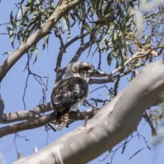 Dacelo novaeguineae (Laughing Kookaburra) at Dunlop, ACT - 1 Jan 2019 by Alison Milton