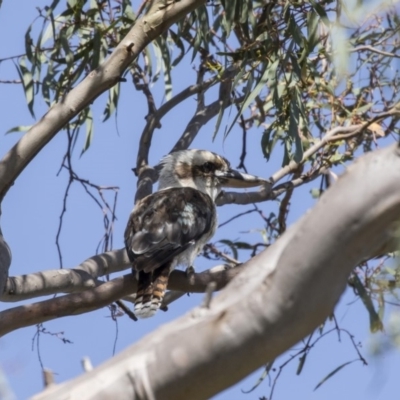 Dacelo novaeguineae (Laughing Kookaburra) at The Pinnacle - 2 Jan 2019 by AlisonMilton