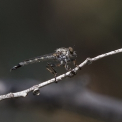 Cerdistus sp. (genus) (Yellow Slender Robber Fly) at Dunlop, ACT - 10 Jan 2019 by Alison Milton