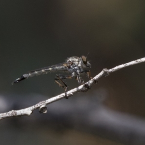 Cerdistus sp. (genus) at Dunlop, ACT - 10 Jan 2019 11:33 AM